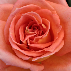 Онлайн магазин за рози - Чайно хибридни рози  - оранжев - Pоза Мейнузетен - без аромат - Мари-Луис Паолини - Цветът е оранжев,със златен отенък.